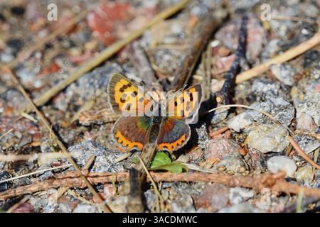 Petit papillon en cuivre, cuivre américain ou cuivre commun (Lycaena phlaeas) reposant sur le sol en automne. Banque D'Images