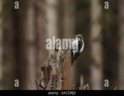 Mâle eurasien à trois doigts (Picoides tridactylus) perché sur une souche d'arbre dans la forêt au printemps. Banque D'Images