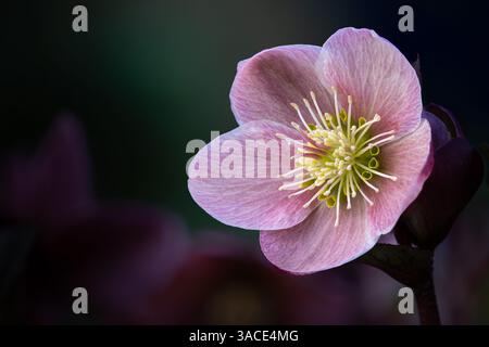 Hellebore Anna’s Red, Royaume-Uni Banque D'Images