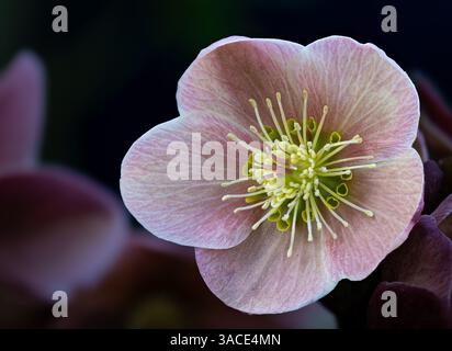 Hellebore Anna’s Red, Royaume-Uni Banque D'Images