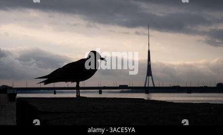 Une silhouette d'un jeune goéland hareng avec la rivière Daugava et Riga tour de télévision au loin Banque D'Images