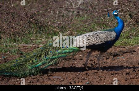 Peacock qui bouscule et crie dans un champ Banque D'Images