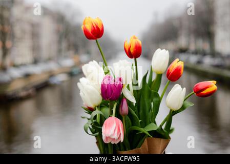 Tulipes printanières lumineuses encadrées contre le canal d'Amsterdam le jour couvert Banque D'Images