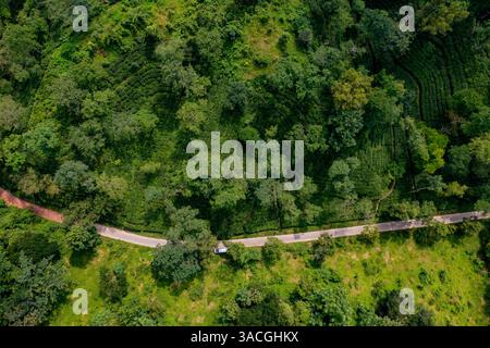 Vue aérienne des jardins de thé à Srimangal, district de Moulvibazar, Bangladesh. Connue comme la « capitale du thé du Bangladesh », Srimangal s'étend sur environ Banque D'Images