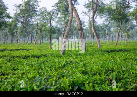 Un jardin de thé luxuriant à Srimangal, district de Moulvibazar, Bangladesh. Connue comme la « capitale du thé du Bangladesh », Srimangal s'étend sur environ 450 km2 Banque D'Images