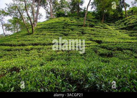 Un jardin de thé luxuriant à Srimangal, district de Moulvibazar, Bangladesh. Connue comme la « capitale du thé du Bangladesh », Srimangal s'étend sur environ 450 km2 Banque D'Images