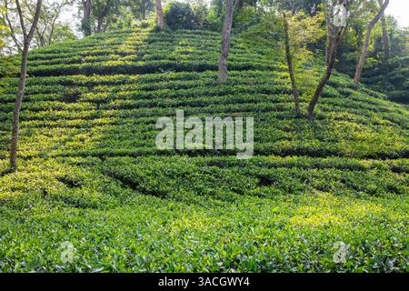 Un jardin de thé luxuriant à Srimangal, district de Moulvibazar, Bangladesh. Connue comme la « capitale du thé du Bangladesh », Srimangal s'étend sur environ 450 km2 Banque D'Images