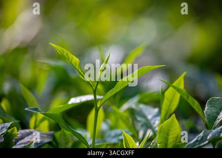 Gros plan de feuilles de thé fraîches dans un jardin de thé à Srimangal, district de Moulvibazar, Bangladesh. Reconnue comme la « capitale du thé du Bangladesh », Srimangal Banque D'Images
