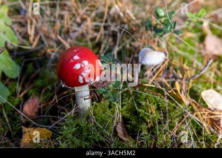 agaric de mouche de champignon toxique rouge qui pousse dans la forêt en automne, dangereux pour la vie et la santé agaric de mouche rouge dans la forêt sauvage en mousse et vert Banque D'Images