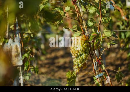 Vue rapprochée de raisins verts mûrs suspendus à une vigne dans un vignoble ensoleillé, entouré de feuilles vertes luxuriantes, capturant l'essence du vin Banque D'Images