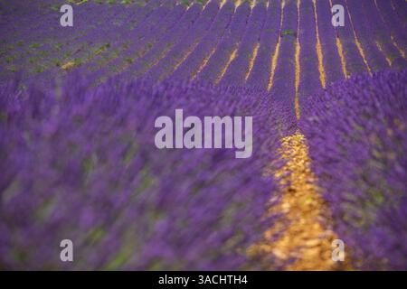 Gros plan sur les fleurs de lavande dans un beau champ à la journée ensoleillée. Lignes rangées de fleurs d'été florissantes scène florale. Relaxant paysage de campagne nature paisible Banque D'Images