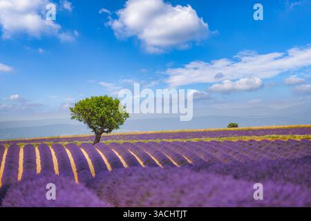 Beau champ de lavande violette de Provence au beau jour ensoleillé. Paysage de voyage idyllique scène de la nature parfaite. Ciel de soleil nuages de fond d'été étonnant Banque D'Images