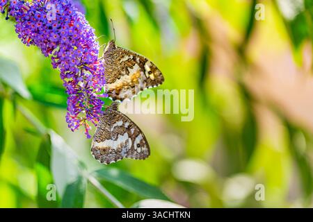 Papillon brun et blanc assis sur une belle fleur violette. Beau fond floral d'été Banque D'Images