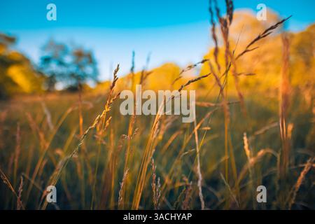 Gros plan de blé doré au coucher du soleil, brillant doucement dans une lumière chaude, capturant la beauté paisible des champs ruraux et la lueur sereine de fin de journée de la nature. Banque D'Images