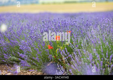 Fleurs de coquelicot vibrantes champs infinis de fleurs de lavande, lumière douce du soleil, paysage magnifique et coloré riche de beauté naturelle. Nature tranquille en gros plan Banque D'Images
