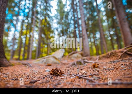 Vue en bas angle de la forêt de pins sereine avec des arbres imposants et un arrière-plan légèrement flou capturant l'essence tranquille de la nature et de la beauté des bois Banque D'Images