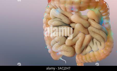 Traitement du syndrome du côlon irritable (SII), médicaments pour le trouble intestinal fonctionnel ou gastro-intestinal, axe intestin-cerveau, laxatifs pour le SII, abdominal Banque D'Images