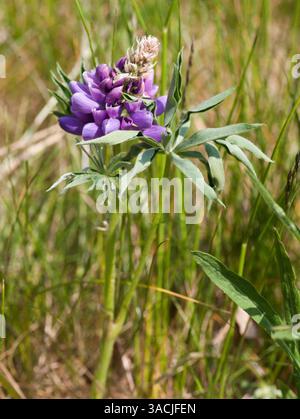Lupin à grandes feuilles Lupinus polyphyllus Banque D'Images