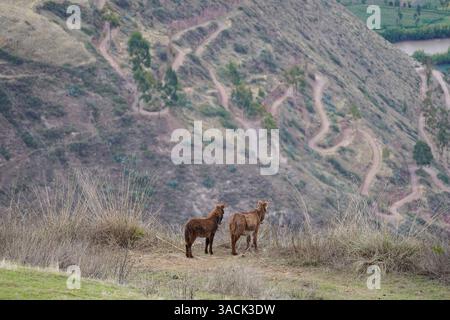 Deux ânes dans les montagnes, vus de derrière, regardant vers le bas Banque D'Images