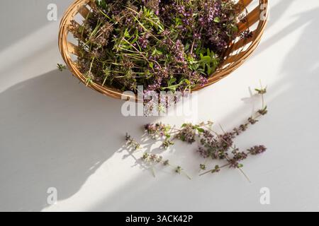 Un panier en osier rempli de thym en fleurs fraîchement récolté (Thymus serpyllum) avec de délicates fleurs violettes et des tiges vertes, placé sur un surfac blanc Banque D'Images