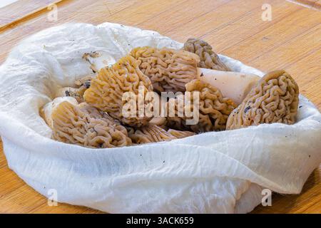 Verpa bohemica récolté dans les bois, champignons sur planche de bois dans la cuisine, morille précoce ou le Banque D'Images