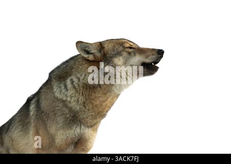 loup hurlant isolé sur fond blanc Banque D'Images