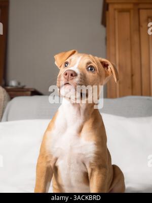 Chiot curieux regardant quelque chose avec intensité tout en étant assis sur le canapé. Chien chiot mignon avec une expression ludique. 9 semaines, Boxer Pitbull femelle mix Banque D'Images