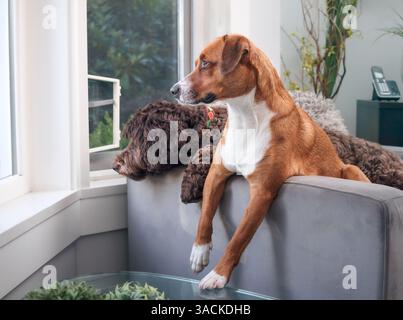 Deux chiens sur la chaise regardant par la fenêtre avec un langage corporel intense. 2 chiot chien assis côte à côte tout en regardant le quartier. Labra femelle Banque D'Images