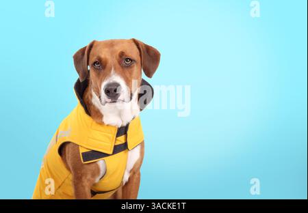 Chien portant un imperméable avec fond coloré. Chien chiot brun mignon assis avec veste imperméable réglable jaune pour la saison des pluies. 2 ans Banque D'Images