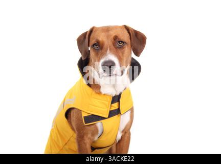 Chien avec manteau de pluie ou veste d'hiver pour la saison des pluies. Chien chiot brun mignon assis tout en portant une veste imperméable jaune réglable. 2 ans ol Banque D'Images