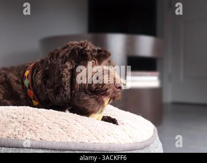 Chien heureux mâchant sur le bâton à mâcher dentaire fait sans peau. Chien chiot mignon pelucheux couché sur le lit de chien dans le salon. OS a mâcher alternatif de peau crue. Femelle Banque D'Images