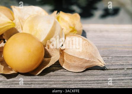 Cerise de terre mûre sur la table en bois dans le jardin. Récolte de cerises moulues de tante Molly. Fruits orange ou jaunes en coque de papeterie. Baie de Poha, pichuberry, inca b Banque D'Images
