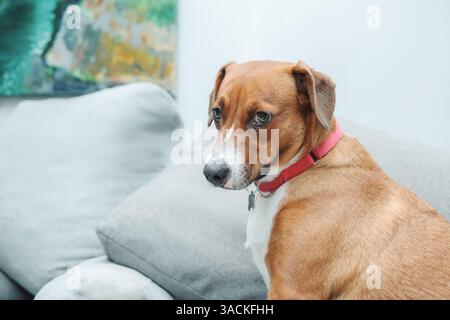 Chien avec un langage corporel coupable ou triste sur le canapé avec des oreillers désordonnés. Chien chiot mignon assis sur les meubles du salon tout en regardant la caméra. 2 ans Banque D'Images