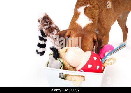 Chien recherchant le jouet préféré avec la tête dans la boîte à jouets. Jouets pour chiens dans un récipient de stockage blanc. Sélection de jouets en peluche et grinçants. Enrichissement comportemental ou Banque D'Images