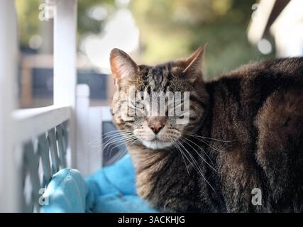 Chat Tabby dans cathouse sur le patio. Chat mignon détendu dormant dans un abri extérieur à l'ombre. Maison en bois de chat imperméable pour protéger les chats d'extérieur de la weat Banque D'Images