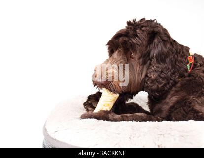 Chien heureux mâchant sur le bâton à mâcher dentaire fait sans peau. OS a mâcher alternatif de peau crue. Chien chiot mignon pelucheux couché sur le lit de chien avec os entre les pattes Banque D'Images