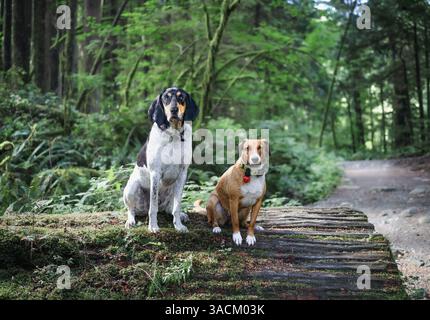 Deux chiens assis dans la forêt sur un grand tronc d'arbre et regardant la caméra. Amis chiens prenant une pause de la randonnée ou de la marche dans la forêt tropicale. Femme Harrier Banque D'Images
