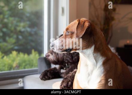 Gros plan de chiens regardant par la fenêtre ensemble. Deux chiens traînant sur le canapé tout en regardant les voisins, les oiseaux ou les écureuils. Enrichissement mental. FEM Banque D'Images