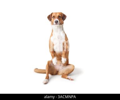 Chien isolé en position assise Pretty Trick. Chien mignon de taille moyenne assis debout avec les pattes levées ressemblant à mendier. 2 ans, femme Harrier mi Banque D'Images
