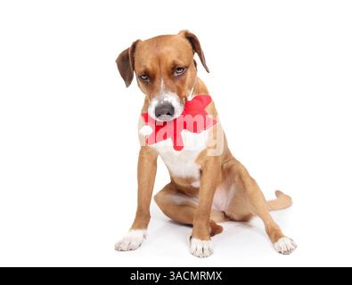 Chien isolé avec jouet dans la bouche. Corps complet de chiot chien en attente avec jouet pour le propriétaire de jouer à aller chercher. Chien ennuyé suppliant pour l'attention avec une position assise bâclée. Banque D'Images