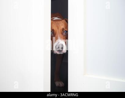 Chien timide regardant à travers la porte ouverte dans une pièce sombre. Chien chiot timide ayant l'air effrayé ou effrayé par la caméra. Adoptez un concept de chien ou de sauvetage de chien. 2 ans o Banque D'Images