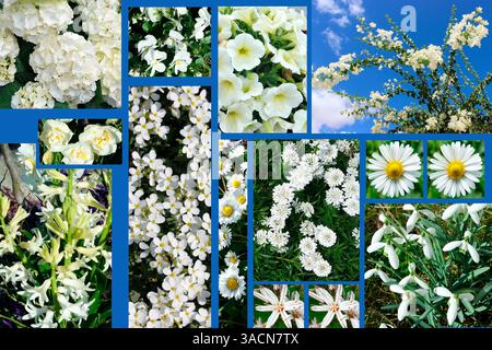 Fleurs blanches, collage Banque D'Images
