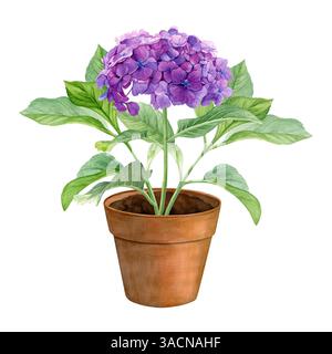 Aquarelle hortensia dans un pot de fleur brun isolé sur un fond blanc. Bon pour les cartes postales, les invitations, les cartes de voeux. Banque D'Images