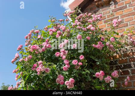 Rose florissant rosier devant un mur de maison et ciel bleu, Banque D'Images