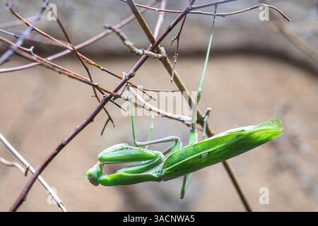 Mantis d'Afrique géante (Sphodromantis viridis) Banque D'Images
