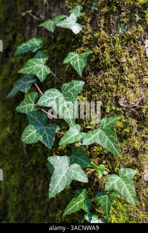 Close up image de lierre sur tronc d'arbre couvert de mousse Banque D'Images