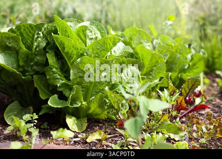 Grande laitue poussant dans le jardin ou le champ. Groupe de plantes de salade matures en rangées dans un jardin communautaire luxuriant défocalisé, prêt à être récolté. Spring gard Banque D'Images