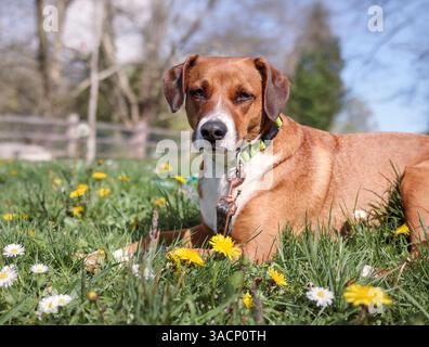 Chien heureux allongé sur l'herbe avec des pissenlits. Chien chiot détendu allongé sur la prairie profitant de la journée ensoleillée. Fond de printemps animal dans le parc. Mental enri Banque D'Images