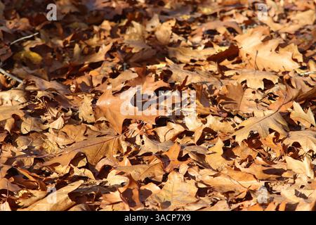 Les feuilles d'automne recouvrent le sol forestier Banque D'Images