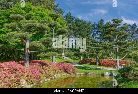 Jardin japonais dans le Nordpark public, Düsseldorf, Allemagne Banque D'Images